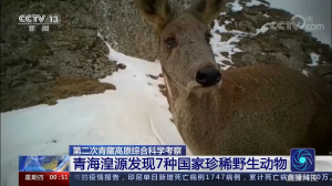 第二次青藏高原综合科学考察青海湟源发现7种国家珍稀野生动物